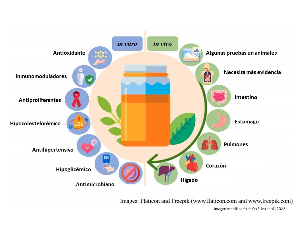 Kombucha beneficios salud