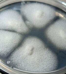 Aspergillus oryzae (koji) colonia en PDA