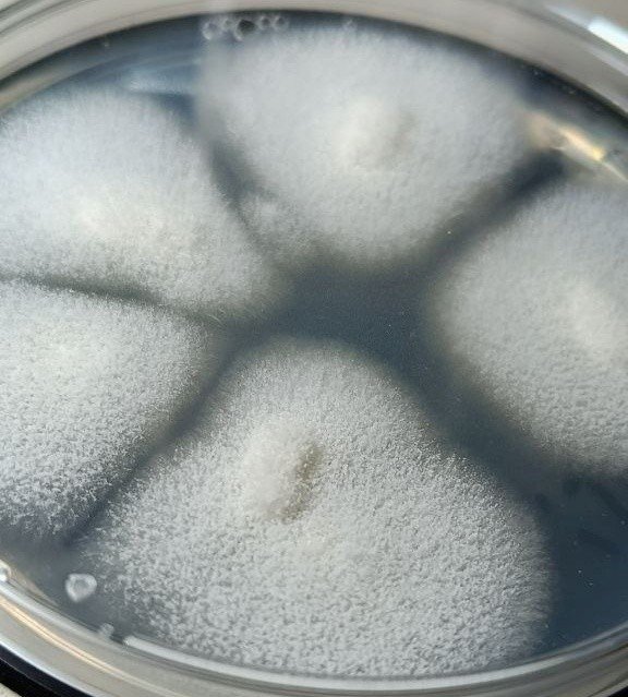 Aspergillus oryzae (koji) colonia en PDA