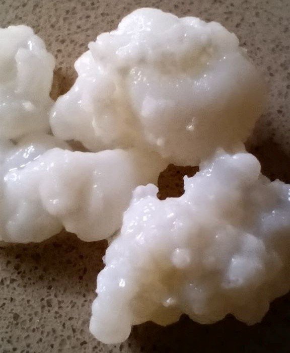 kéfir de leche gránulos