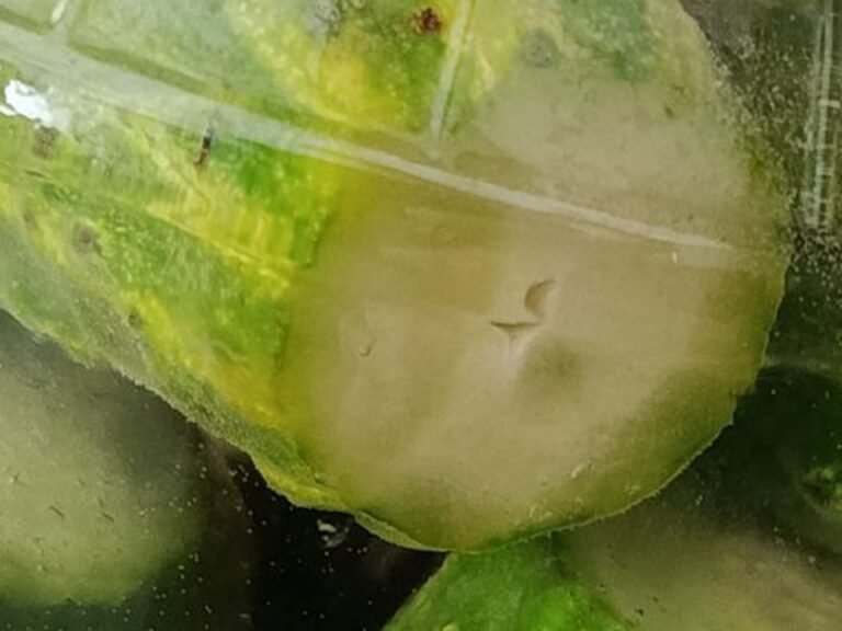 Pepino lactofermentado