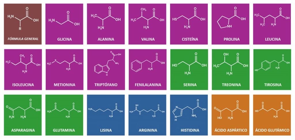 Tabla con los 20 aminoácidos
