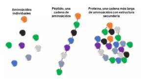 Aminoácidos, péptido, proteína. Péptidos del kéfir.