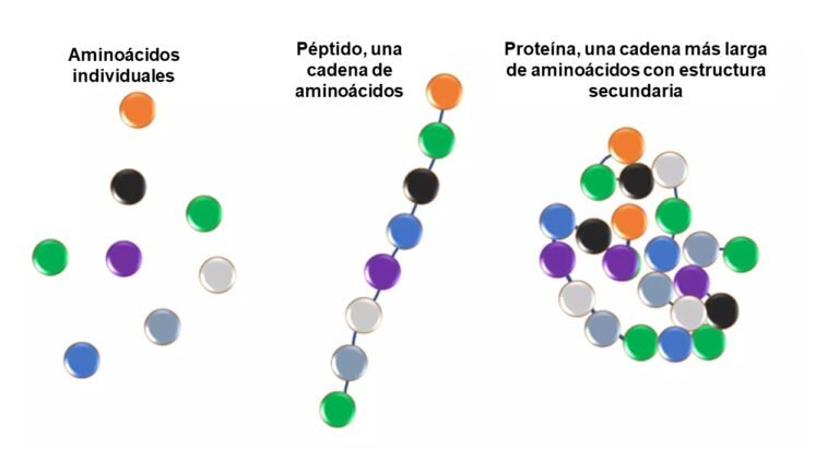 Aminoácidos, péptido, proteína. Péptidos del kéfir.