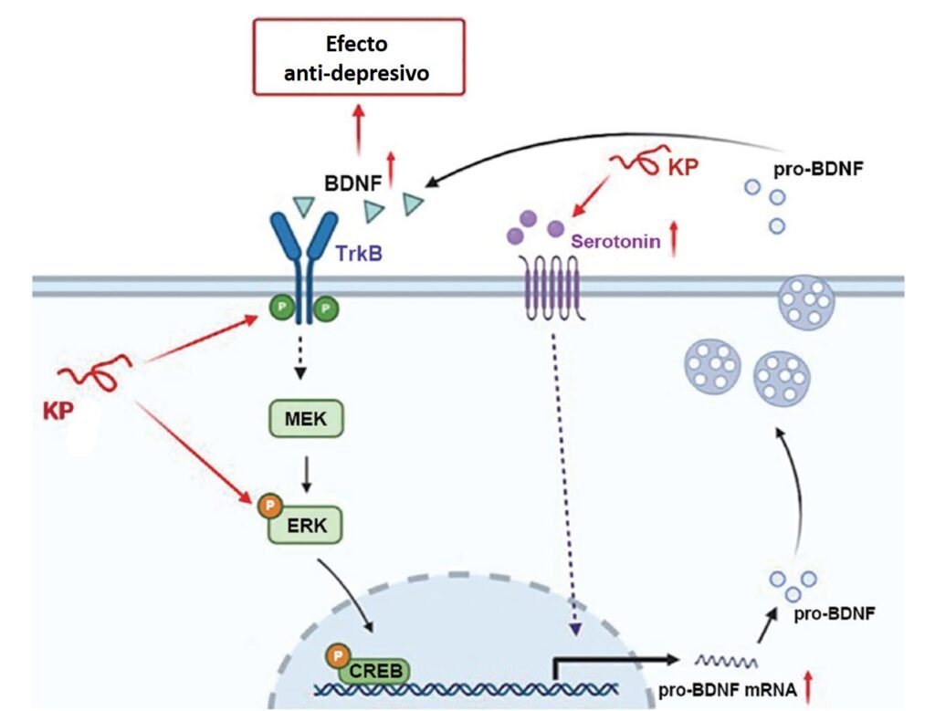 Péptidos de kéfir efecto antidepresión.