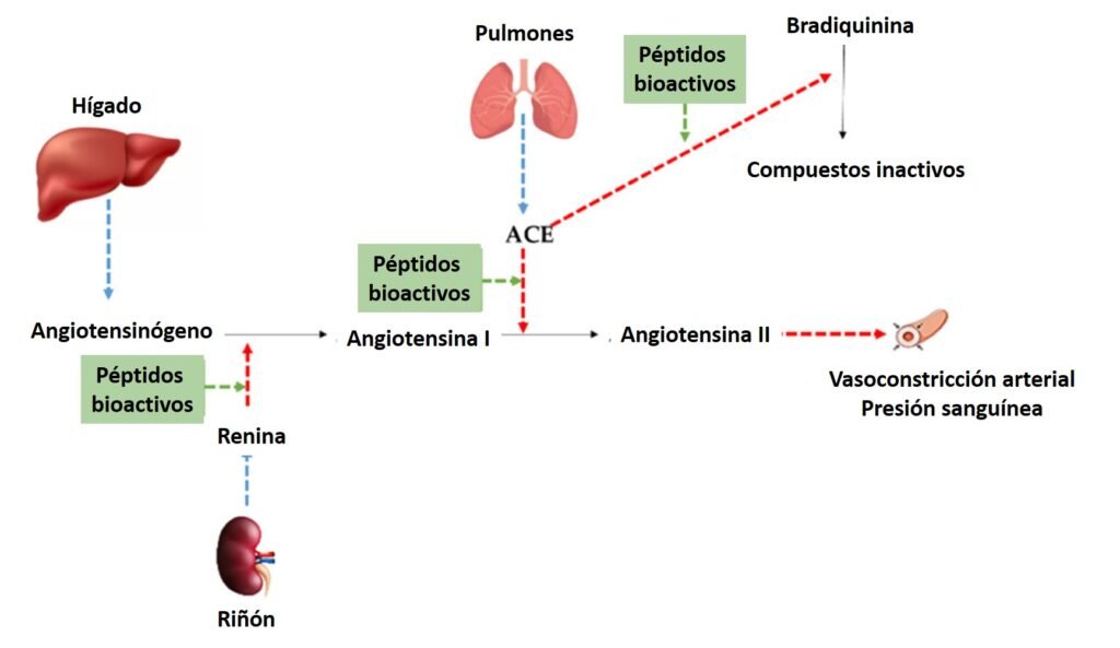 Péptidos del kéfir cardioprotección